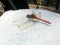IMG_0253.JPG