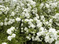 DSCN4124_DCE.JPG