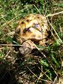 Picture_382.JPG