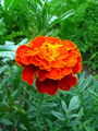Picture_311.jpg