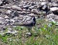 Picture_006.JPG