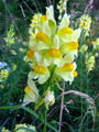 Picture_361.jpg