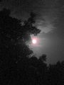 IMG_1196.jpg